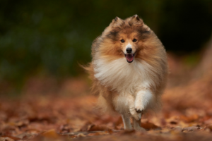 Rex Magnificent Champion - fotka 1