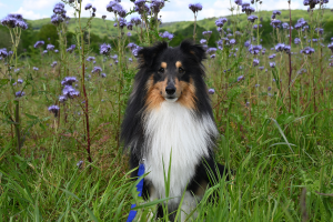 Rex Magnificent Champion - fotka 2