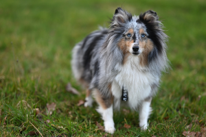 Rex Magnificent Champion - fotka 3