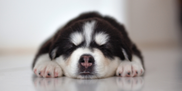 Foto chovatelské stanice